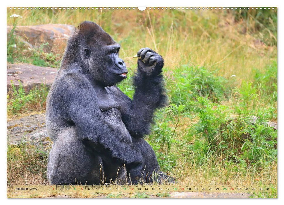 Flachlandgorillas in Apenheul (CALVENDO Premium Wandkalender 2025)