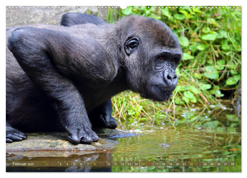 Flachlandgorillas in Apenheul (CALVENDO Premium Wandkalender 2025)