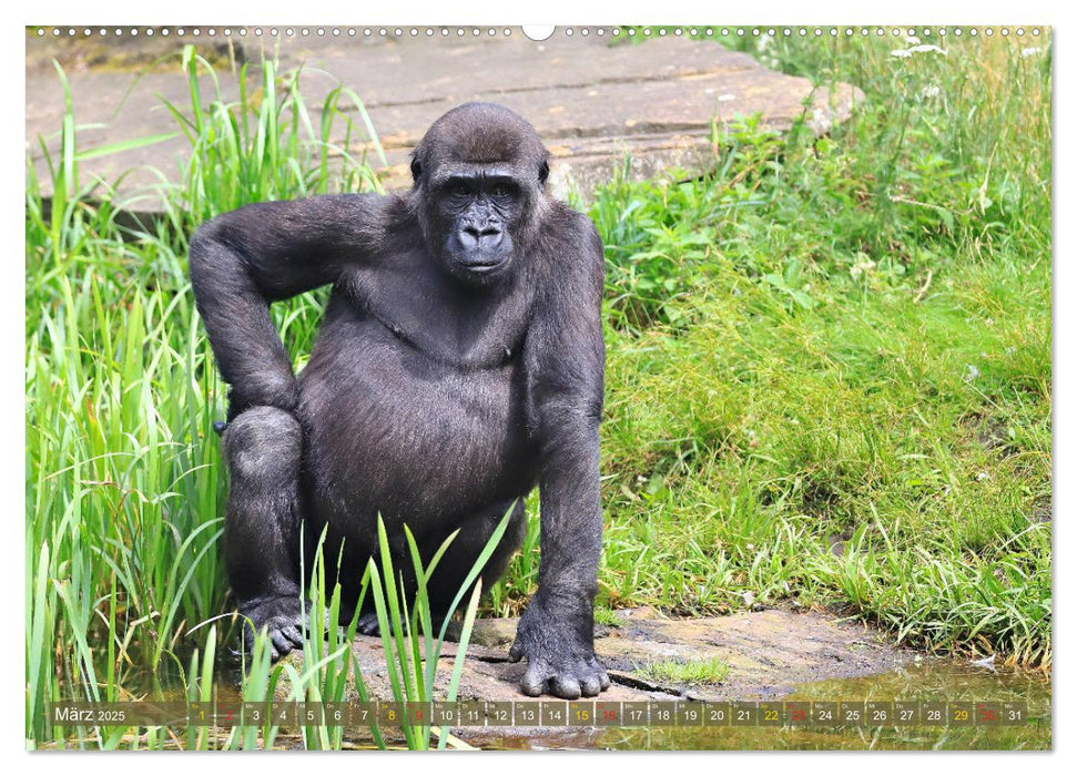 Flachlandgorillas in Apenheul (CALVENDO Premium Wandkalender 2025)