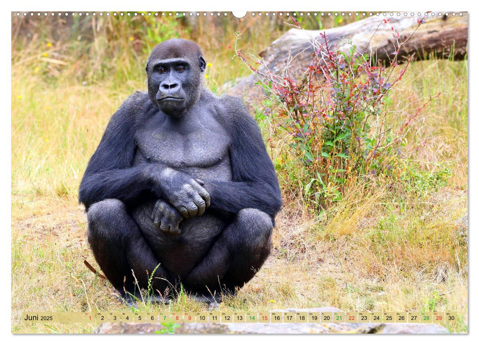 Flachlandgorillas in Apenheul (CALVENDO Premium Wandkalender 2025)