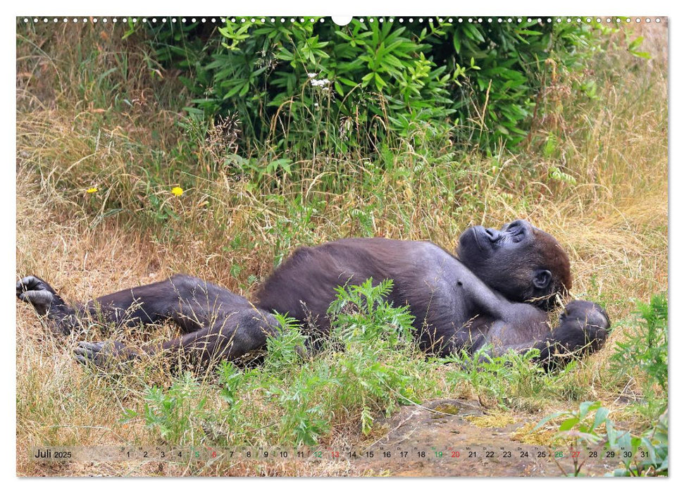 Flachlandgorillas in Apenheul (CALVENDO Premium Wandkalender 2025)