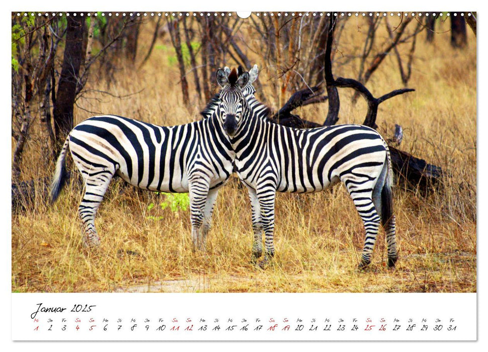 Namibia - Magie der Weite (CALVENDO Premium Wandkalender 2025)