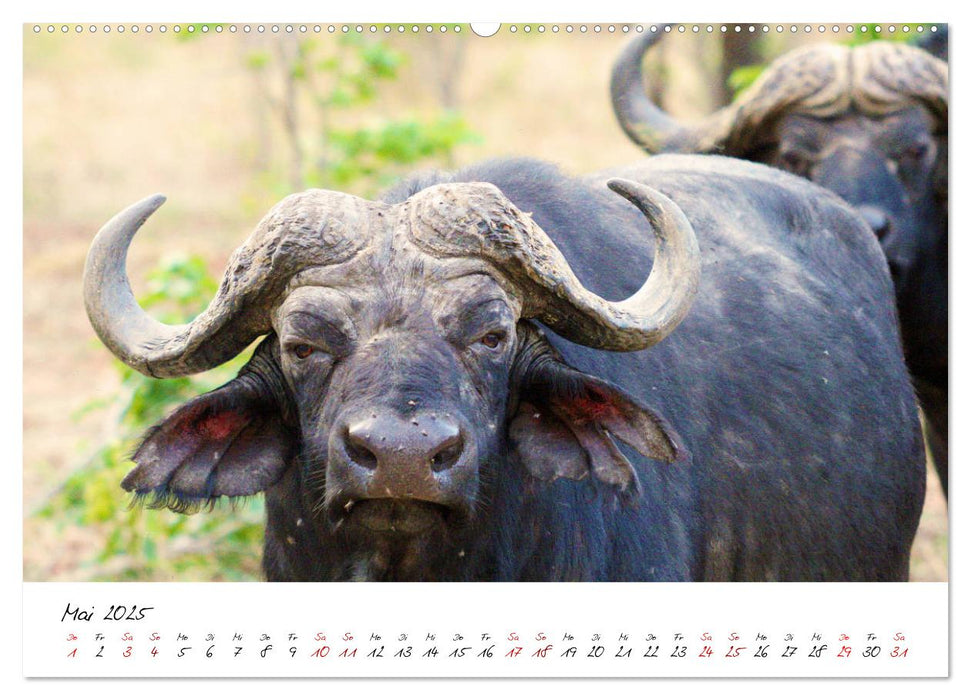 Namibia - Magie der Weite (CALVENDO Premium Wandkalender 2025)