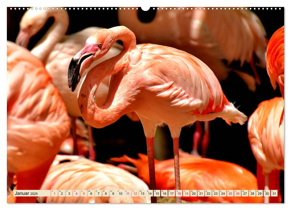 Flamingos - elegante Schönheiten (CALVENDO Premium Wandkalender 2025)