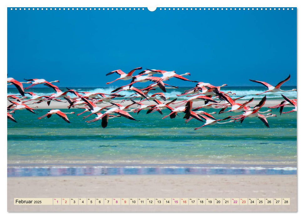 Flamingos - elegante Schönheiten (CALVENDO Premium Wandkalender 2025)