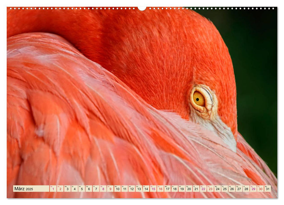 Flamingos - elegante Schönheiten (CALVENDO Premium Wandkalender 2025)