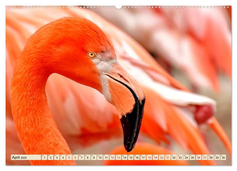 Flamingos - elegante Schönheiten (CALVENDO Premium Wandkalender 2025)