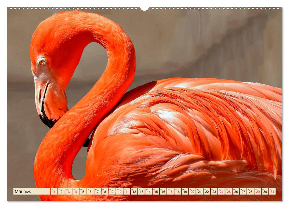 Flamingos - elegante Schönheiten (CALVENDO Premium Wandkalender 2025)