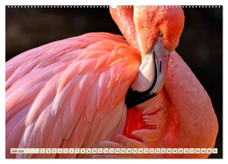 Flamingos - elegante Schönheiten (CALVENDO Premium Wandkalender 2025)