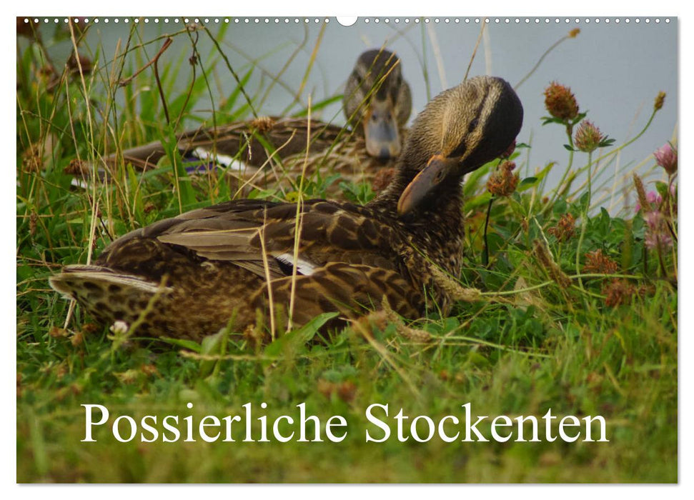 Possierliche Stockenten (CALVENDO Wandkalender 2025)