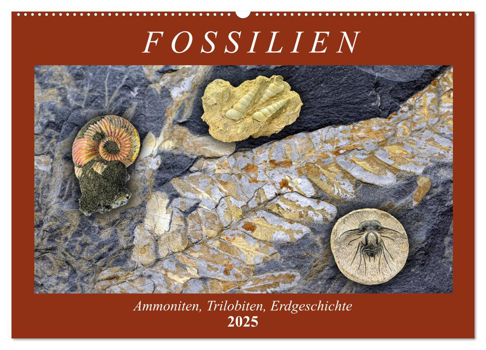 Fossilien - Ammoniten, Trilobiten, Erdgeschichte (CALVENDO Wandkalender 2025)