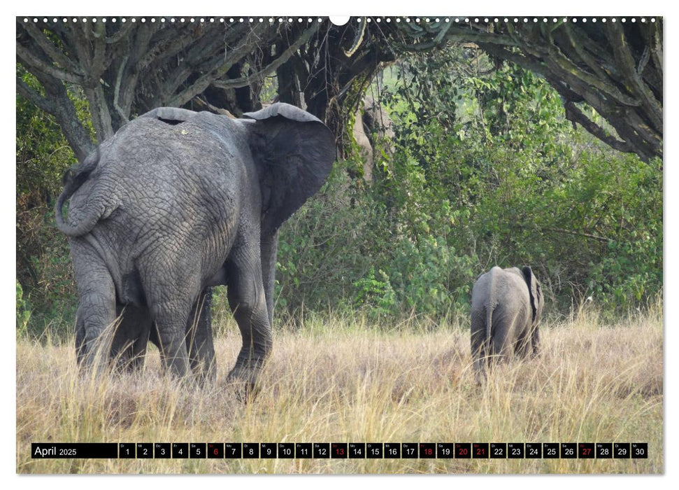 Afrikas Perle Uganda (CALVENDO Wandkalender 2025)