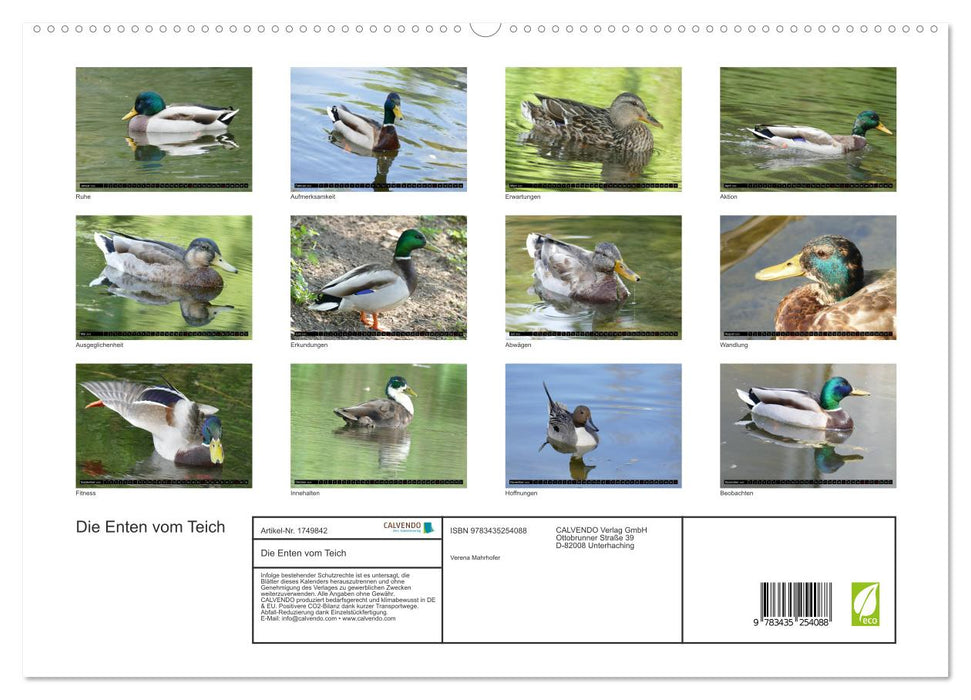 Die Enten vom Teich (CALVENDO Premium Wandkalender 2025)