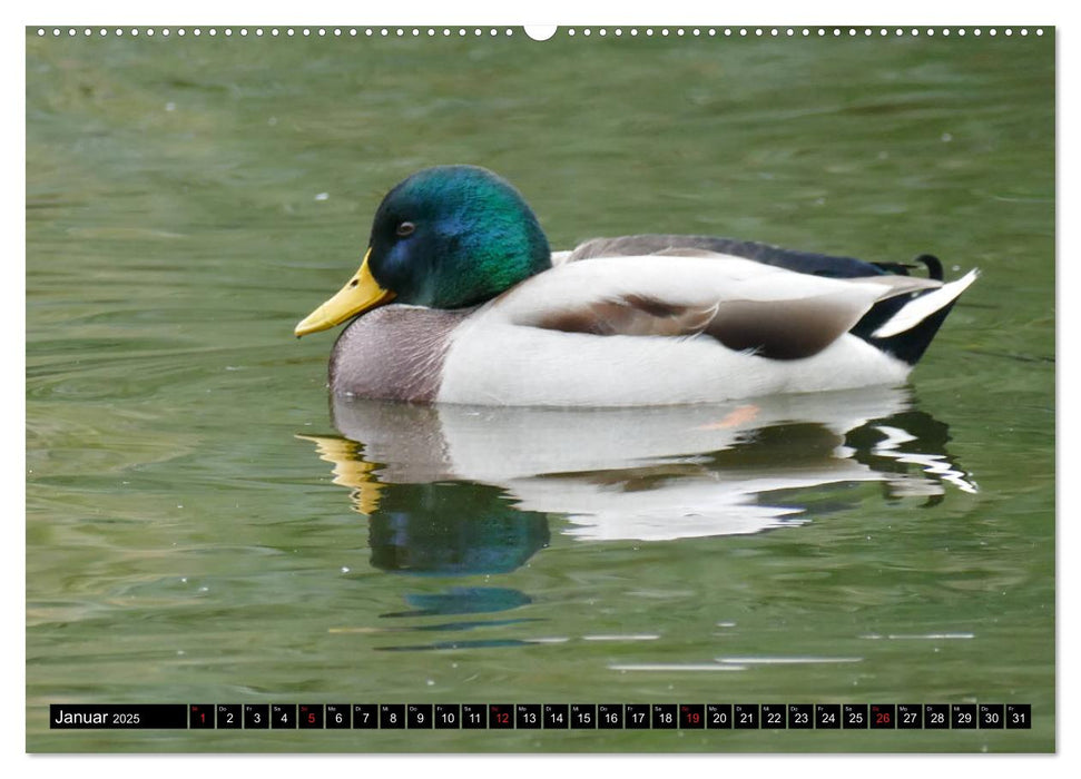 Die Enten vom Teich (CALVENDO Premium Wandkalender 2025)