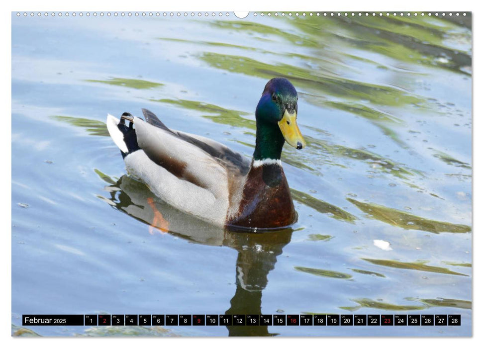 Die Enten vom Teich (CALVENDO Premium Wandkalender 2025)