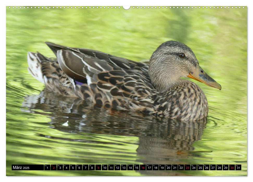 Die Enten vom Teich (CALVENDO Premium Wandkalender 2025)