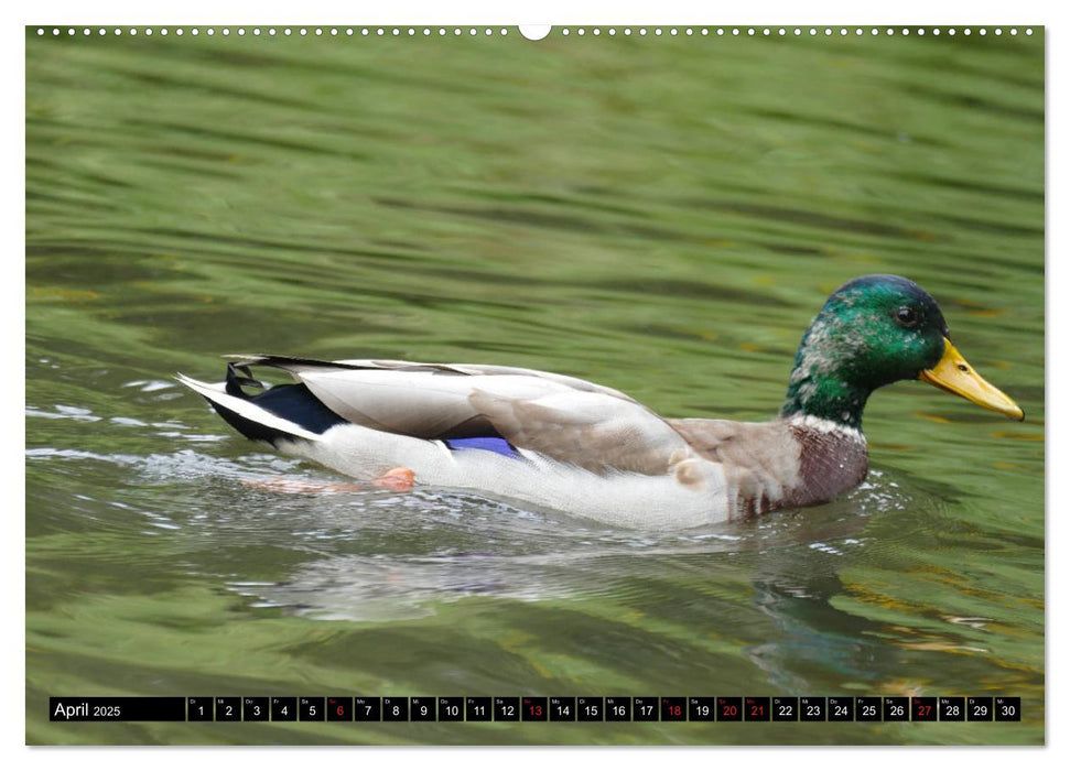 Die Enten vom Teich (CALVENDO Premium Wandkalender 2025)