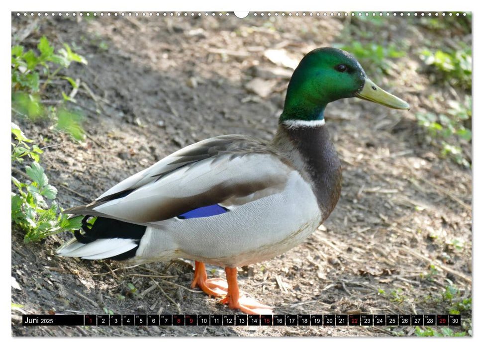 Die Enten vom Teich (CALVENDO Premium Wandkalender 2025)