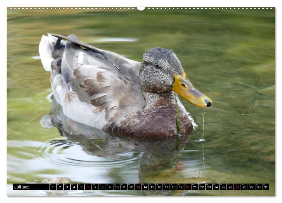 Die Enten vom Teich (CALVENDO Premium Wandkalender 2025)