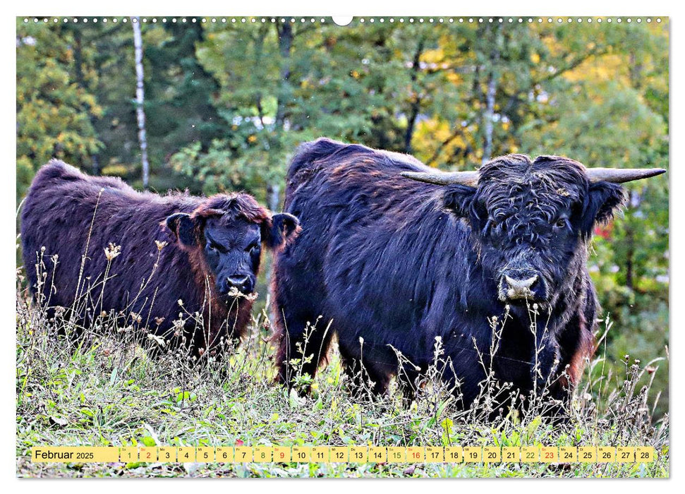 Highland Cattle, die Hochlandrinder aus Pfeffingen (CALVENDO Premium Wandkalender 2025)