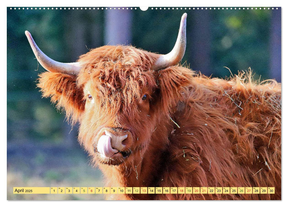 Highland Cattle, die Hochlandrinder aus Pfeffingen (CALVENDO Premium Wandkalender 2025)