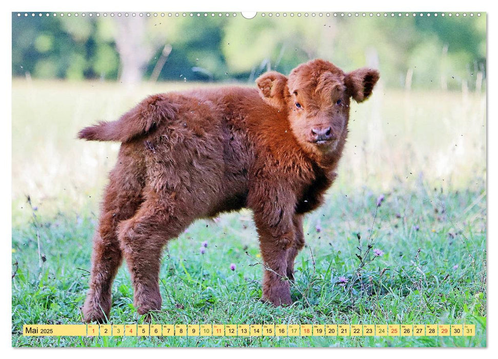 Highland Cattle, die Hochlandrinder aus Pfeffingen (CALVENDO Premium Wandkalender 2025)