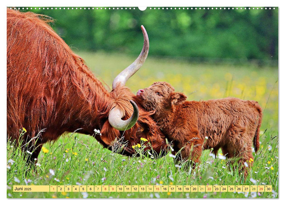 Highland Cattle, die Hochlandrinder aus Pfeffingen (CALVENDO Premium Wandkalender 2025)