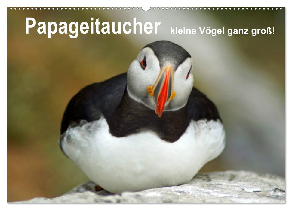 Papageitaucher - kleine Vögel ganz groß! (CALVENDO Wandkalender 2025)