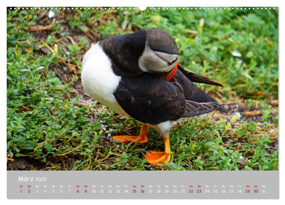 Papageitaucher - kleine Vögel ganz groß! (CALVENDO Wandkalender 2025)