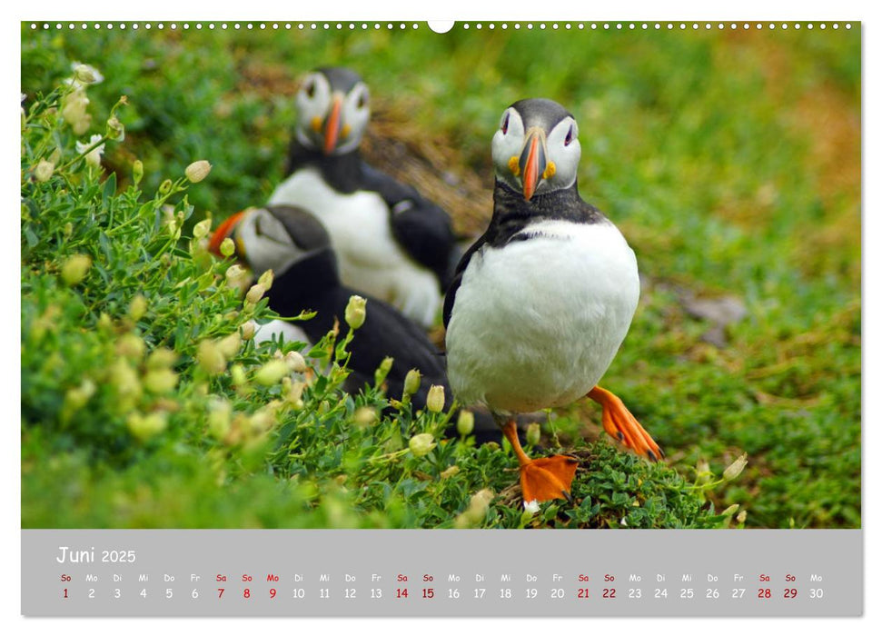 Papageitaucher - kleine Vögel ganz groß! (CALVENDO Wandkalender 2025)