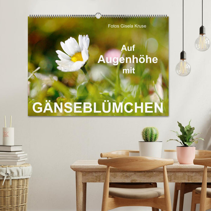 Auf Augenhöhe mit Gänseblümchen (CALVENDO Wandkalender 2025)