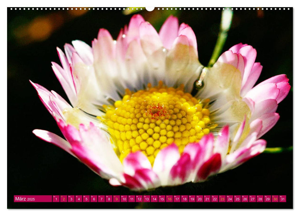 Auf Augenhöhe mit Gänseblümchen (CALVENDO Wandkalender 2025)