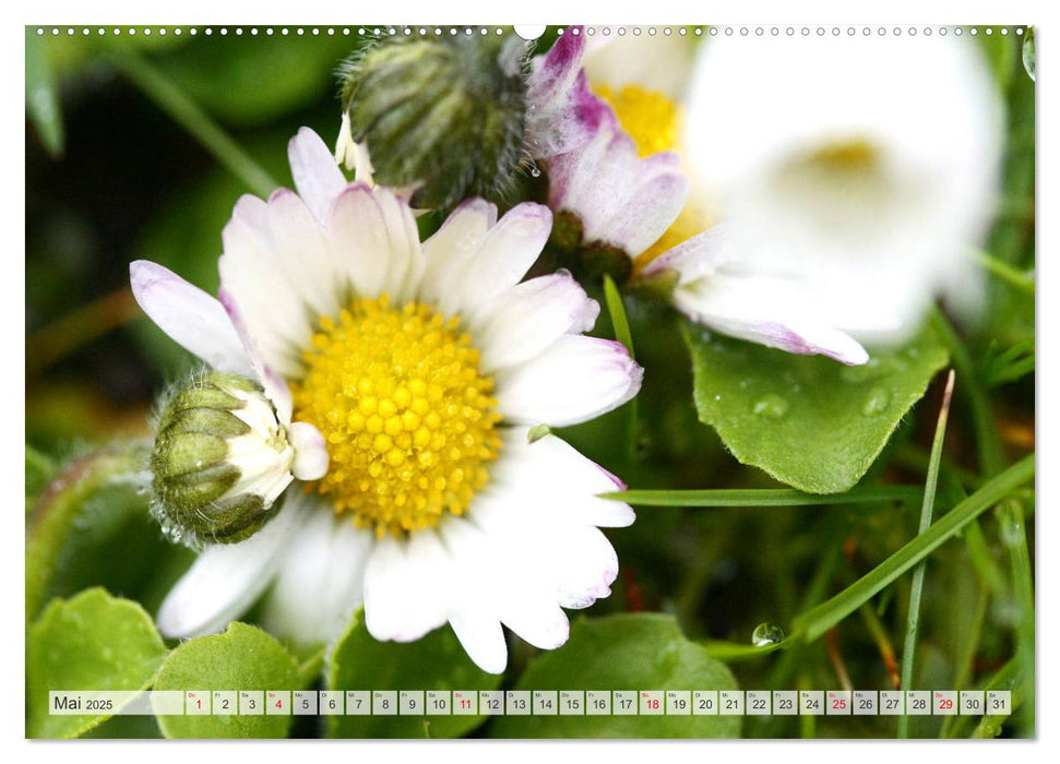 Auf Augenhöhe mit Gänseblümchen (CALVENDO Wandkalender 2025)