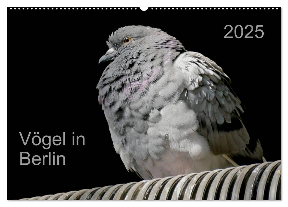 Vögel in Berlin (CALVENDO Wandkalender 2025)
