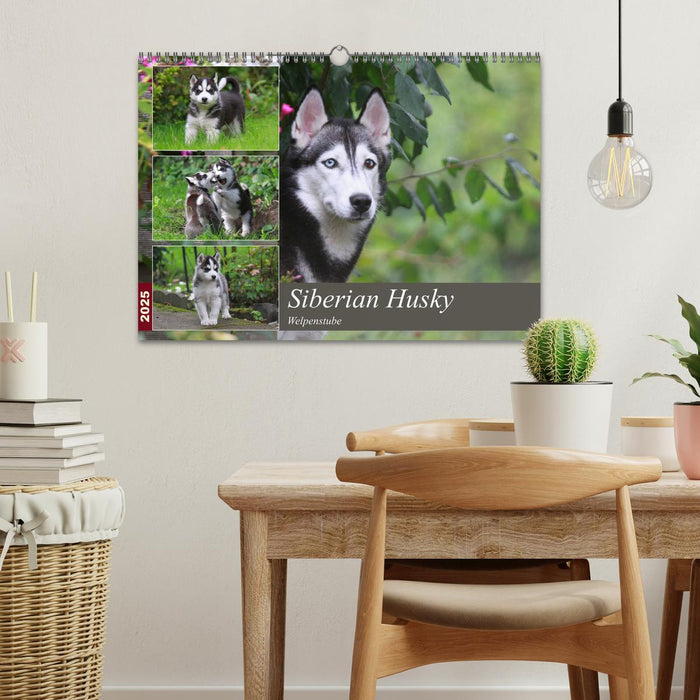 Siberian Husky - Welpenstube (CALVENDO Wandkalender 2025)