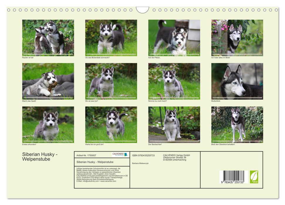 Siberian Husky - Welpenstube (CALVENDO Wandkalender 2025)