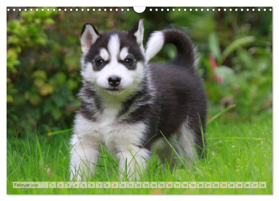 Siberian Husky - Welpenstube (CALVENDO Wandkalender 2025)