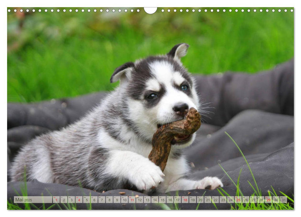 Siberian Husky - Welpenstube (CALVENDO Wandkalender 2025)