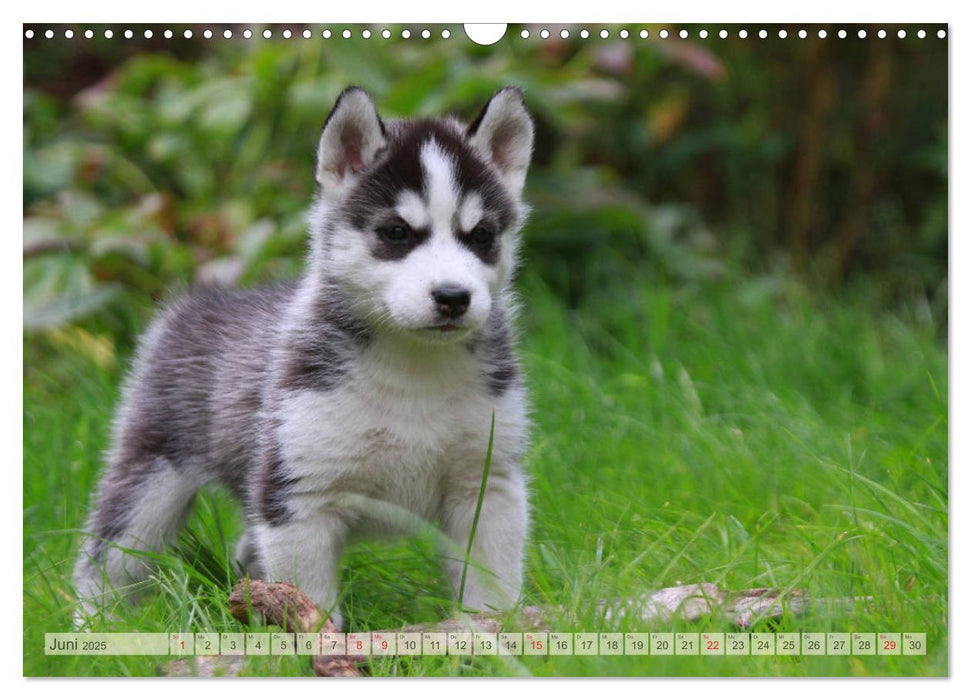 Siberian Husky - Welpenstube (CALVENDO Wandkalender 2025)