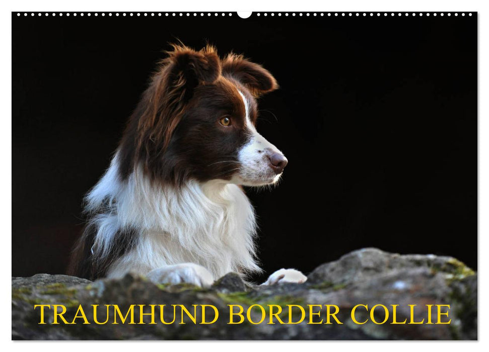 Traumhund Border Collie (CALVENDO Wandkalender 2025)