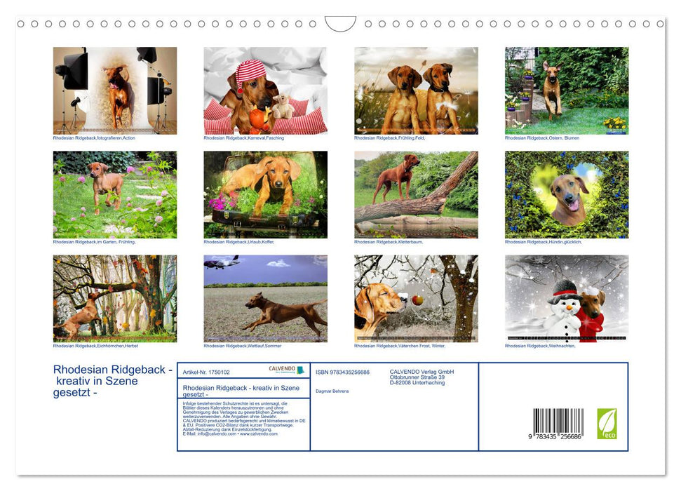 Rhodesian Ridgeback - kreativ in Szene gesetzt - (CALVENDO Wandkalender 2025)