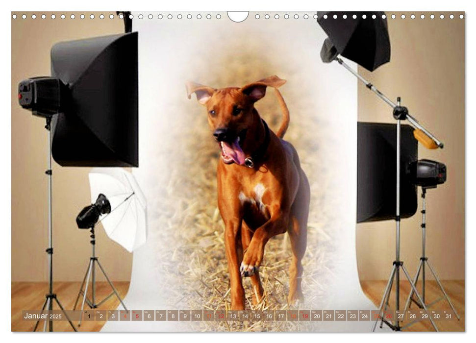 Rhodesian Ridgeback - kreativ in Szene gesetzt - (CALVENDO Wandkalender 2025)