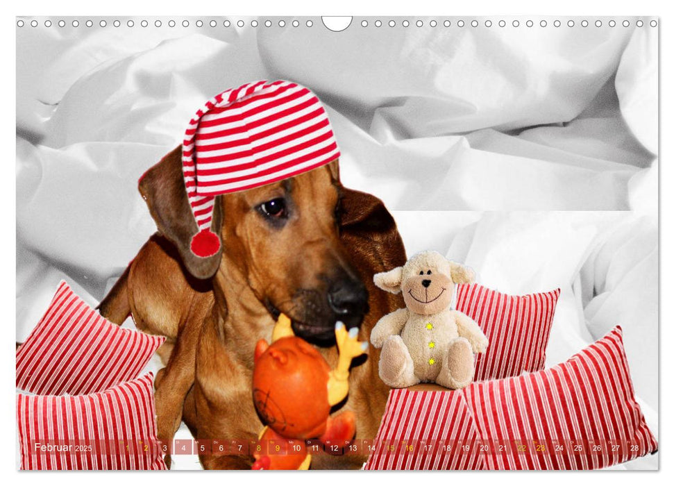 Rhodesian Ridgeback - kreativ in Szene gesetzt - (CALVENDO Wandkalender 2025)