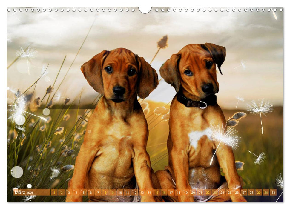 Rhodesian Ridgeback - kreativ in Szene gesetzt - (CALVENDO Wandkalender 2025)