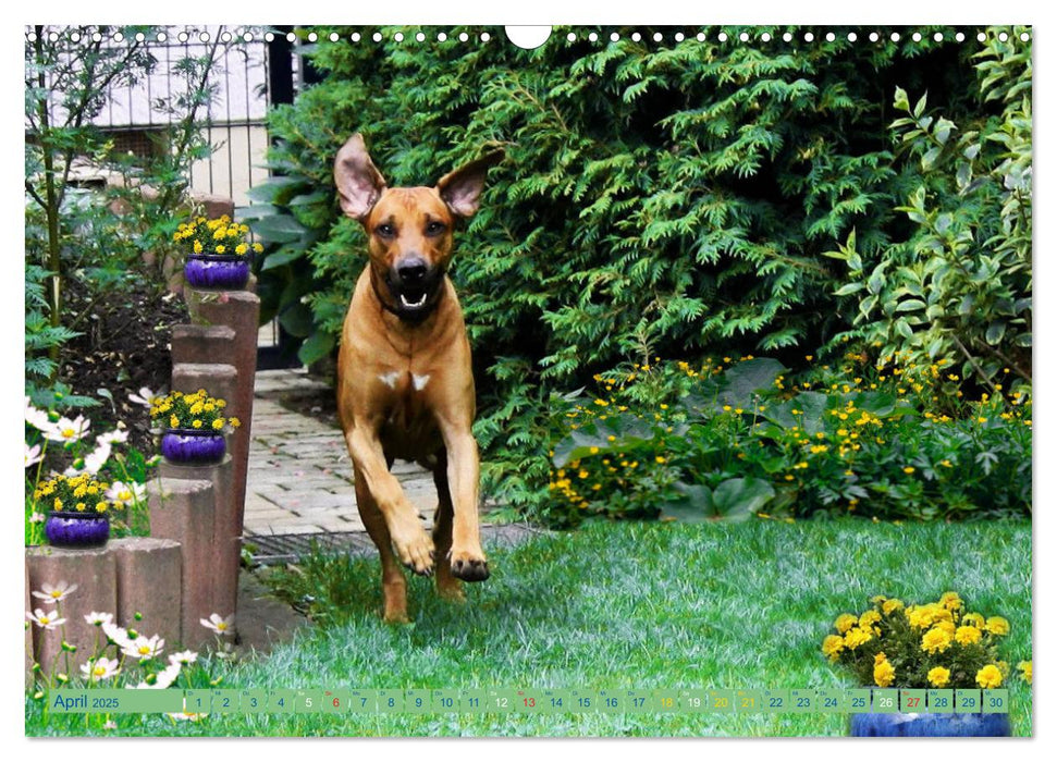 Rhodesian Ridgeback - kreativ in Szene gesetzt - (CALVENDO Wandkalender 2025)