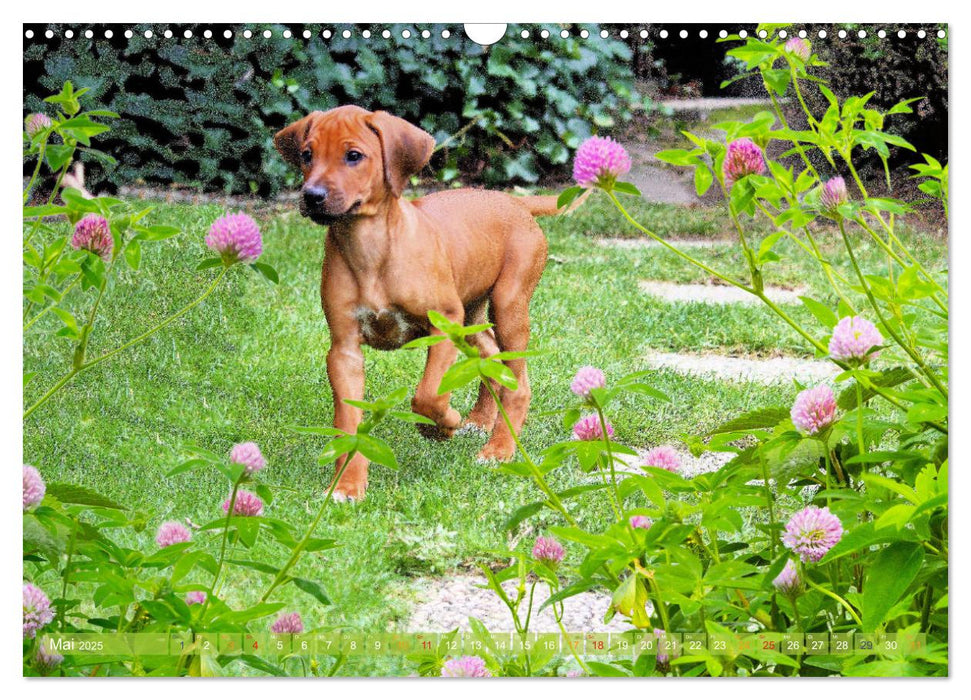 Rhodesian Ridgeback - kreativ in Szene gesetzt - (CALVENDO Wandkalender 2025)