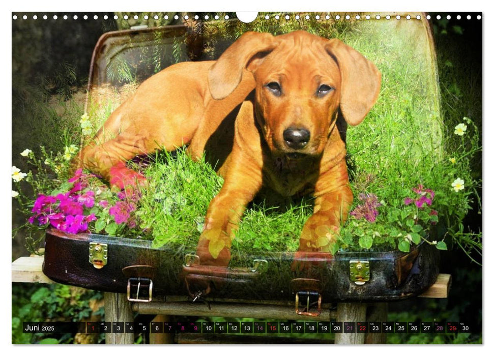 Rhodesian Ridgeback - kreativ in Szene gesetzt - (CALVENDO Wandkalender 2025)