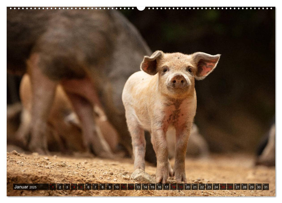 Korsika - süße, wilde Schweinchen (CALVENDO Premium Wandkalender 2025)