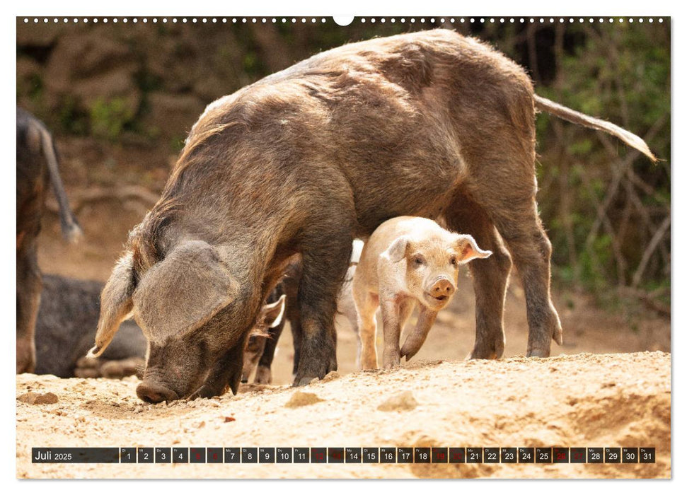 Korsika - süße, wilde Schweinchen (CALVENDO Premium Wandkalender 2025)