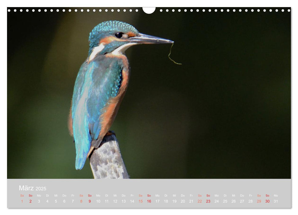 Der Eisvogel, ein Juwel der Natur (CALVENDO Wandkalender 2025)